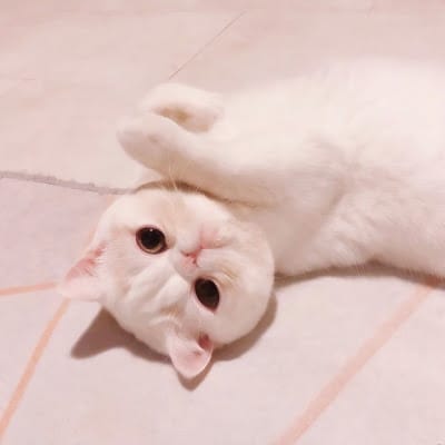 Martua Sitorus avatar